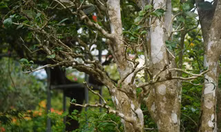 Mục sở thị cây chè cổ thụ hàng chục triệu đồng chơi Tết sớm