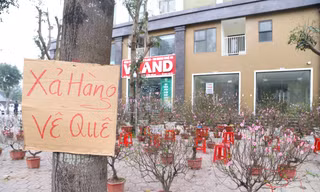 'Xả hàng' ngày 29 Tết, đào, mai, quất vẫn ế khách 