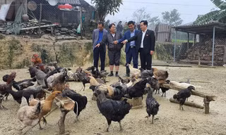 Nuôi gà đen đặc sản giúp bà con vùng cao thoát nghèo