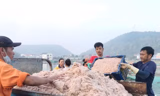 Ngư dân Nghệ An bội thu ruốc biển, thu hàng triệu đồng mỗi ngày