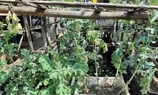 Người đàn ông trồng hàng trăm cây anh túc để 'ngâm rượu chữa bệnh'