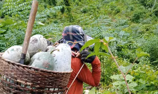 Bí xanh rớt giá chỉ 5.000 đồng/kg, chất đống cả trăm tấn không ai mua