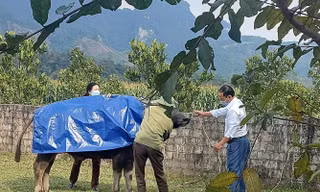 Rét đậm, nông dân may áo giữ ấm cho trâu bò