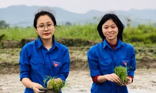 'Áo xanh' lội bùn cấy lúa giúp người dân giữa trời mưa rét