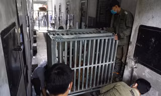 Cận cảnh quá trình đưa 7 con hổ vào lồng sắt, chuyển vào Quảng Bình