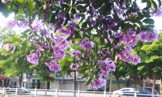 Bằng lăng bung nở rực rỡ khắp đường phố thành Vinh