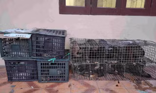 Phát hiện xe giường nằm chở 17 cá thể cầy hương và nhím không rõ nguồn gốc