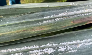 Rệp xơ bông trắng hoành hành vùng mía trọng điểm ở Nghệ An