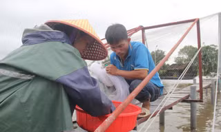 Ao hồ ngập nặng sau mưa lớn, nông dân khóc ròng vì hàng chục tấn tôm ‘mất trắng’