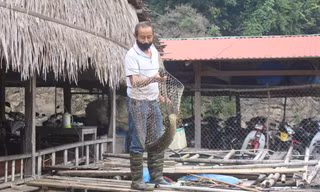 Thoát nghèo nhờ nuôi cá trên lòng hồ