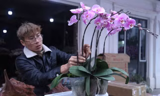 Thu nhập cao ngất ngưởng từ nghề kết hoa chơi Tết