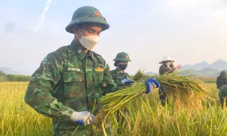  Bộ đội Biên phòng ‘cõng nắng’ giúp dân thu hoạch lúa 