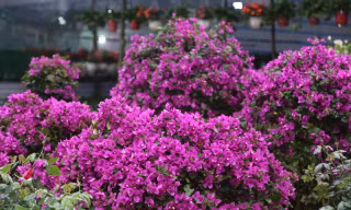 Phố hoa lớn nhất thành Vinh rực rỡ ngày đầu năm