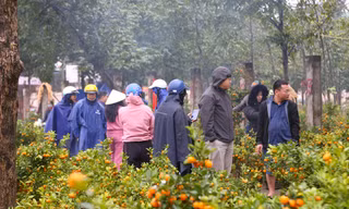 Đội mưa săn mai, quất đại hạ giá chiều 30 Tết