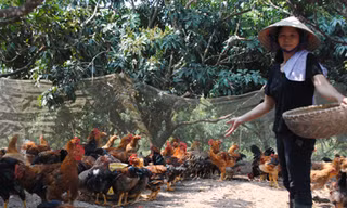 Gà đồi Yên Thế có ế?