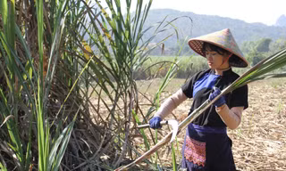 Nội dung đồng quê Việt Nam hút triệu view 