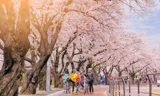 Người Việt nườm nượp đi du lịch Hàn Quốc 