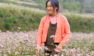 Tam giác mạch bung nở trên cao nguyên đá Đồng Văn