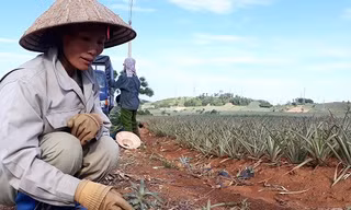 Dứa 2.000 đồng/kg không có người mua