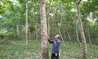 Vườn cao su tại xã Cẩm Tú, huyện Cẩm Thủy
