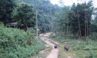Đường vào rừng ở xã Thành Yên, huyện Thạch Thành, Thanh Hóa