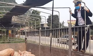 Ba xã đầu tiên ở Thanh Hóa công bố hết dịch tả lợn Châu Phi