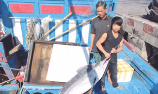 Những con cá dừa lớn - lộc giữa trùng khơi Ảnh: N.C
