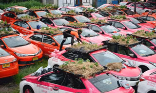 Thái Lan: Hàng trăm chiếc taxi biến thành vườn trồng rau khi phải nằm im giữa mùa dịch