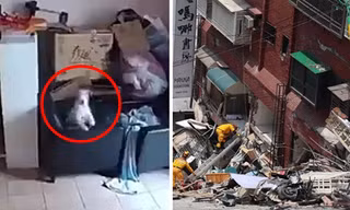 Video chú chó cảm nhận được động đất ở Đài Loan từ trước khi thảm họa xảy ra