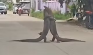 Hai con kỳ đà đánh nhau giữa đường ở Thái Lan khiến giao thông tắc nghẽn suốt 30 phút