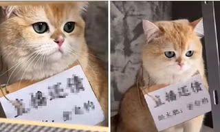 Chú mèo bật bếp làm cháy nhà, bị cô chủ bắt “lao động” trên mạng kiếm tiền đền bù