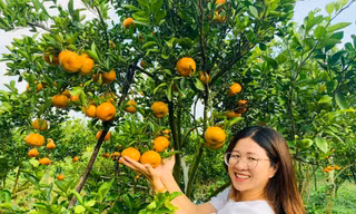 Mê mẩn vườn quýt hồng trĩu quả của nông dân miền Tây 