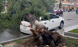 Cây me bật gốc đè lên ô tô 4 chỗ.