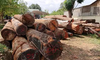 Đề nghị thanh tra, điều tra các tụ điểm phá rừng