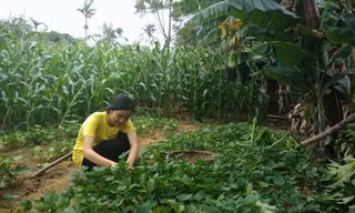 Em Nguyễn Thị Linh học sinh lớp 12A2 Trường Trung học phổ thông Quảng Xương 3, tỉnh Thanh Hóa. Ảnh: Phan Tuyết.