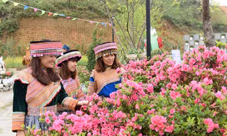 Sun World Fansipan Legend: Đỗ quyên Hoàng Liên đã vào mùa