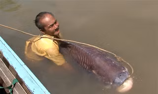 Ông Nguyễn Văn Lịch và con cá hô "khủng".