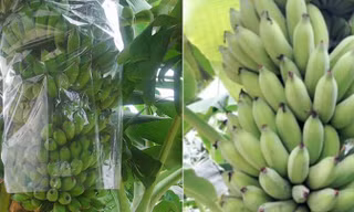 Hai em học sinh đã nghiên cứu các tài liệu về công dụng của vỏ chuối xiêm.