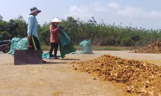 Cây cu li được thương lái thu mua bán sang Trung Quốc.