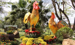 Đàn gà khổng lồ bên dòng sông Hương