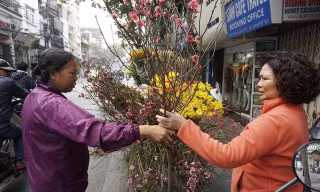 Tết về theo những chuyến xe chở đào đi rong trên phố