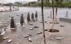 Hàng trăm cá mè tự sát tập thể vì một cuộc thi hát
