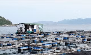 Siết việc người nước ngoài mua, bán, nuôi trồng hải sản