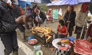 Trâu, nghé chết rét được bà con bán vội như cho.