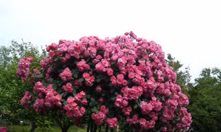 Tree rose cho hoa nở quanh năm, bông to và được gọi là loài hoa bất tử.