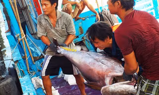 Theo Ban quản lý cảng cá Hòn Rớ (TP Nha Trang), những ngày giáp Tết nguyên đán, ngư dân bất ngờ trúng cá ngừ đại dương ở Trường Sa - Ảnh: Viết Hảo