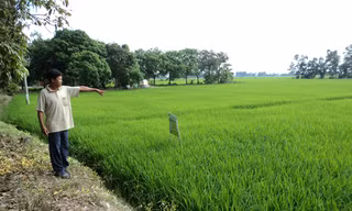 Ông Huỳnh Văn Nam chỉ nơi bị Công an xã “đánh và nhấn xuống sình” Ảnh: Sáu Nghệ