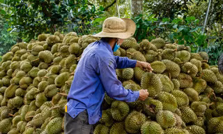 'Chiếc bánh' sầu riêng 20 tỷ USD: 4 nước chia phần, ưu thế nổi trội của Việt Nam