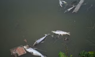 Mỗi ngày hàng trăm kg cá nổi chết trắng ao, nông dân lo 'mất' Tết