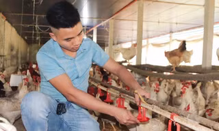 Hành trình từ tay trắng đến chủ trang trại tiền tỷ của chàng trai trẻ